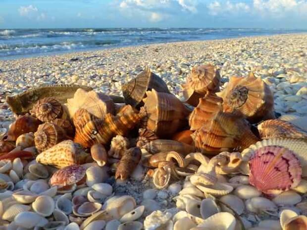 Bowman's Beach best shells ever