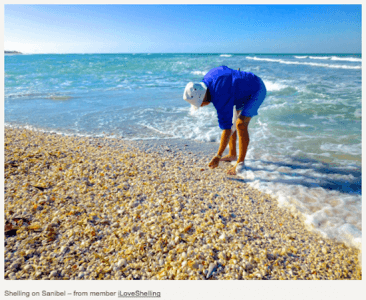 sanibel shelling beaches entirely captiva seashells islands