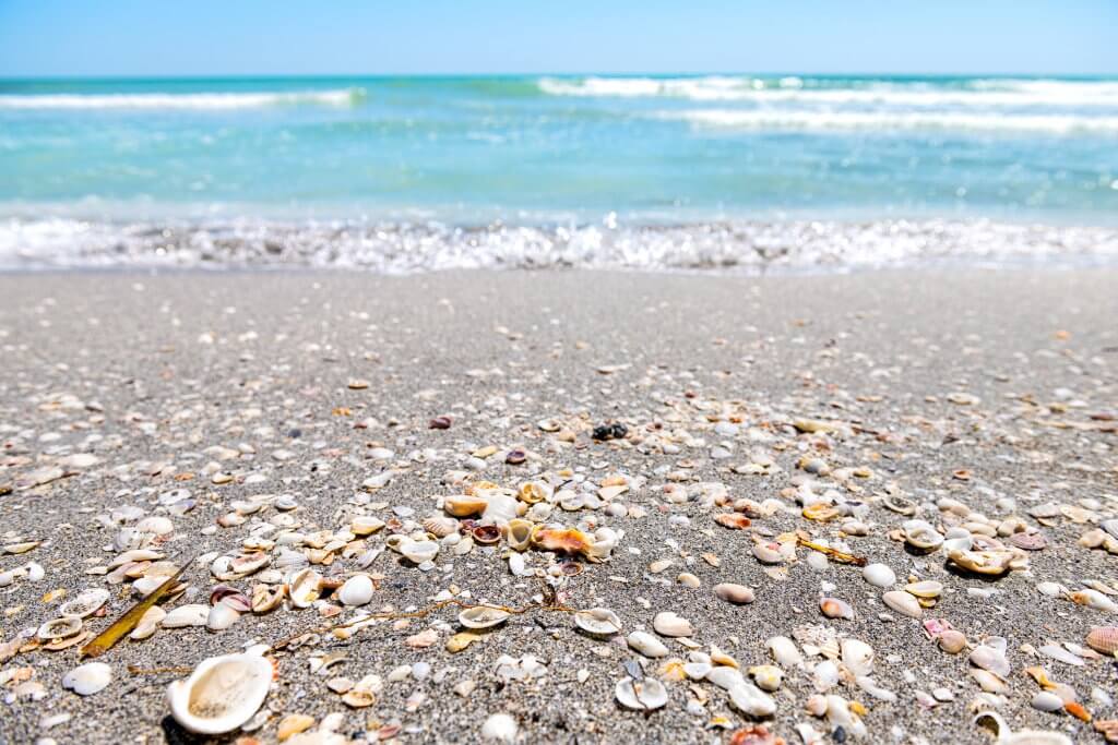 Seashells many sea shells shelling foreground on Sanibel Island, Florida during day on Gulf of Mexico shore and bokeh background of colorful blue water ocean