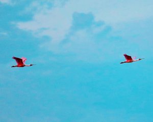 Our Journey Back to Paradise – Update 4 Roseate Spoonbill by Cathy1