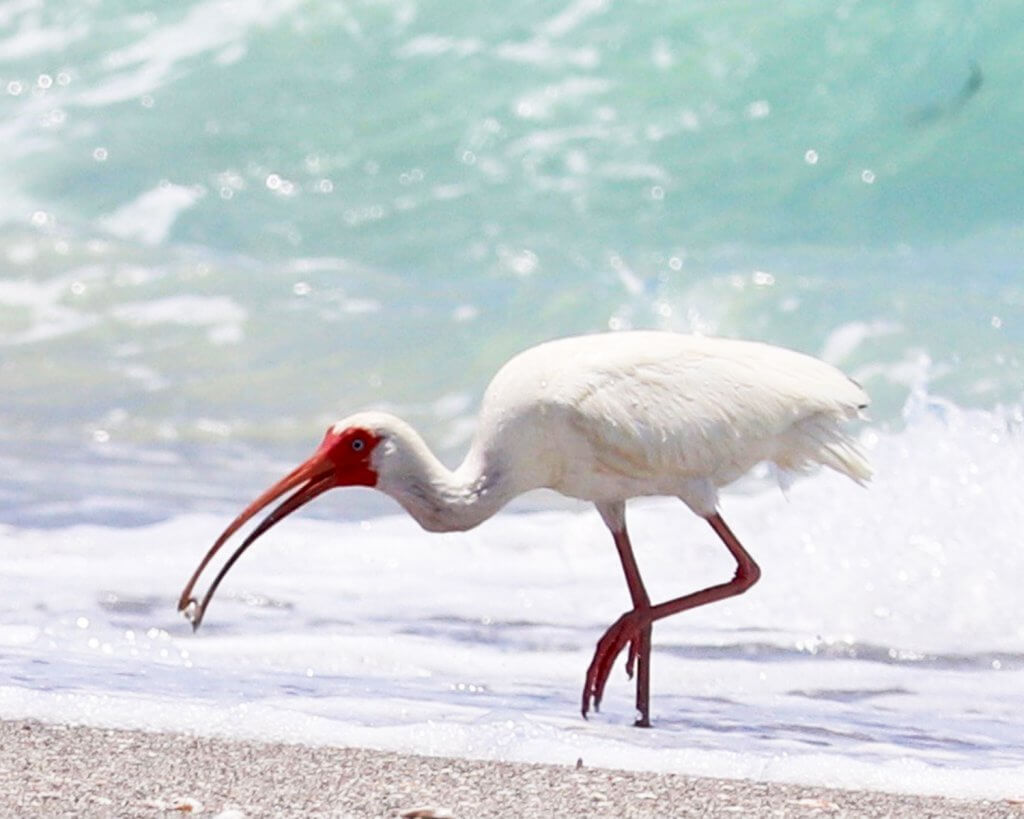 Our Journey Back to Paradise – Update 4 White Ibis by Cathy1